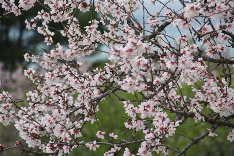 Blütenpracht – Foto 1