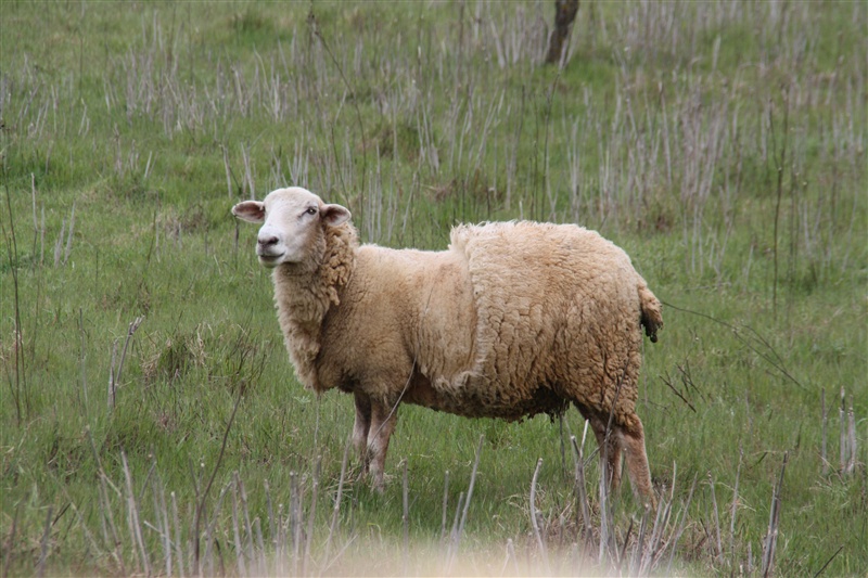 Tierische Nachbarn – Foto 3