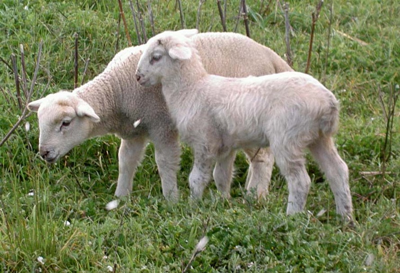 Tierische Nachbarn – Foto 5