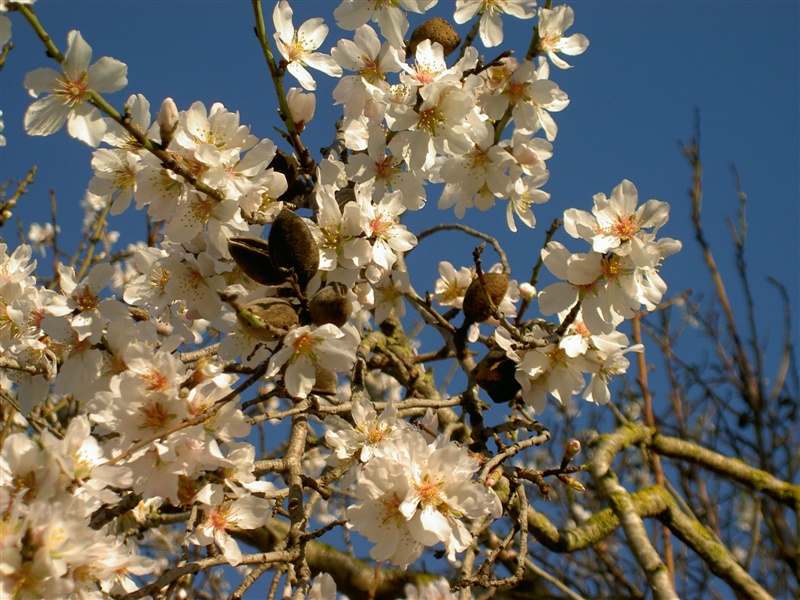 Obstwiese – Foto 3
