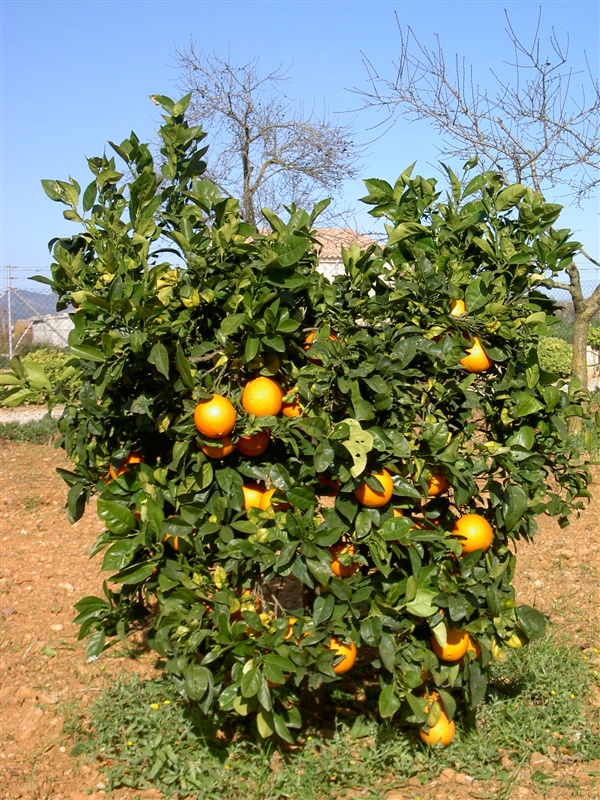 Obstwiese – Foto 4