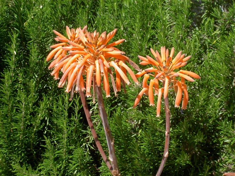 Blütenpracht – Foto 13