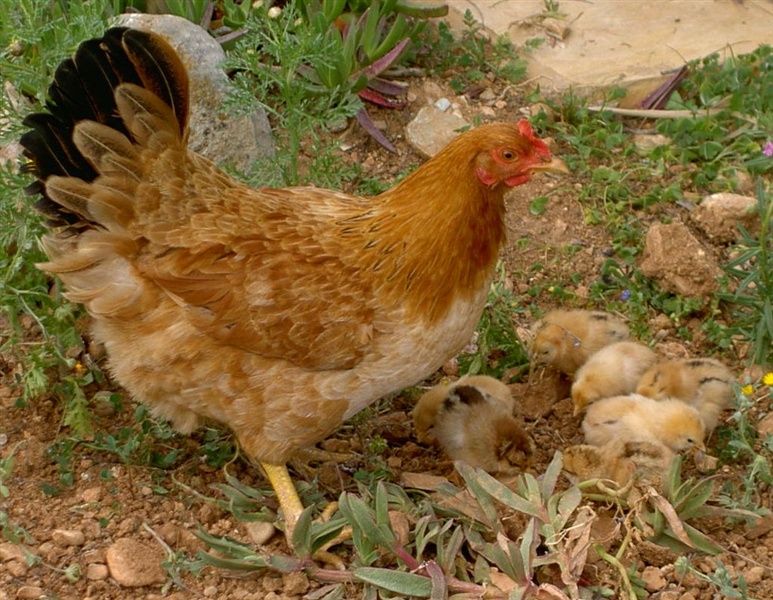 Tierische Nachbarn – Foto 6