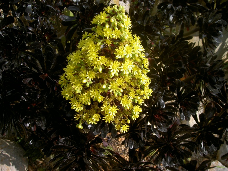 Blütenpracht – Foto 11