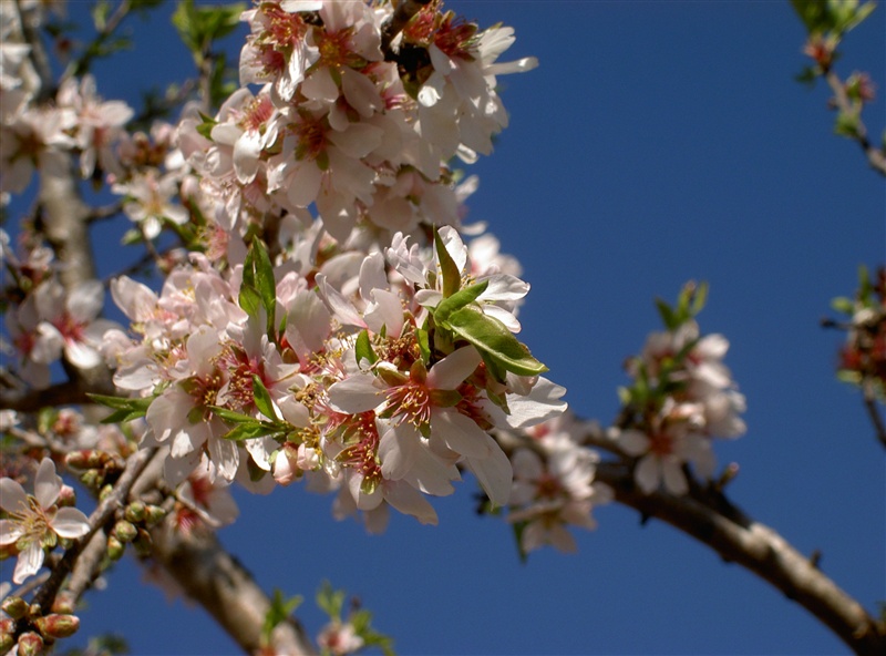 Blühender Mandelbaum vor blauem Himmel im Garten der Finca