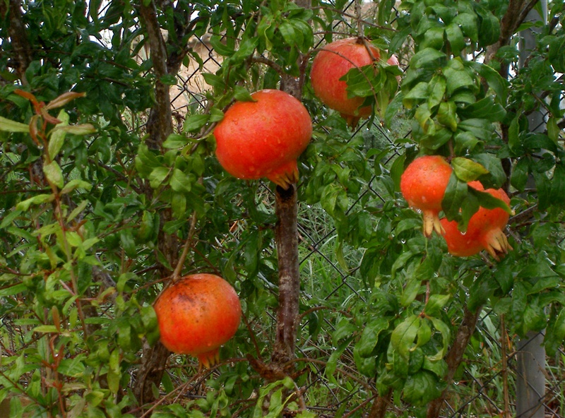 Obstwiese – Foto 6